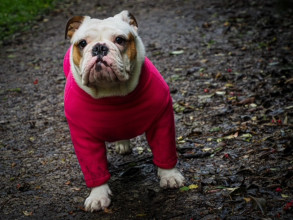 Pull Pour Chien, Rose