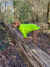 Pull Pour Chien, Jaune Fluo