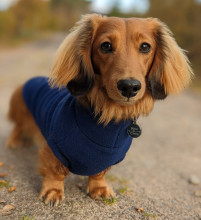 Pull Pour Teckel, Marine