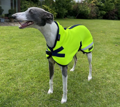 Manteau Pour Chien, Jaune Fluo