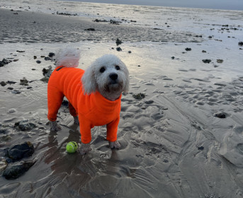 Habit Pour Chien, Orange Vif