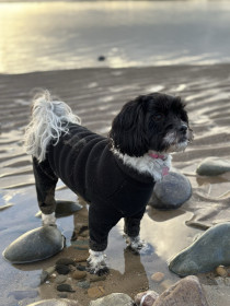 Habit Pour Chien, Noir Habit Pour Chien, Noir