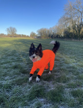 Habit Pour Chien, Orange Vif