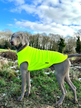 Débardeur Pour Chien, Jaune Fluo