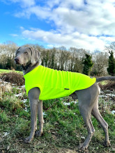 Débardeur Pour Chien, Jaune Fluo