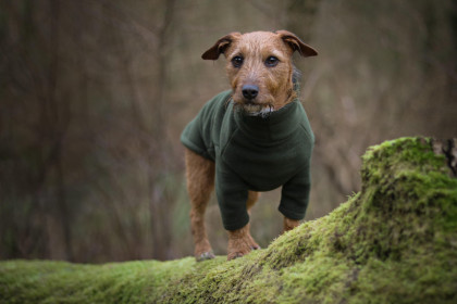 Pull Pour Chien, Vert Olive