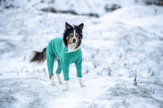 Habit Pour Chien, Menthe Verte