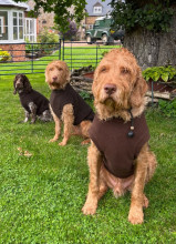 Débardeur Pour Chien, Brun Foncé