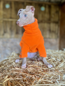 Pull Pour Chien, Orange Vif
