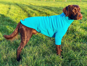 Pull Pour Chien, Sarcelle