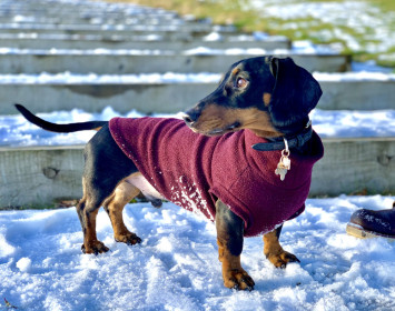 Pull Pour Teckel, Prune