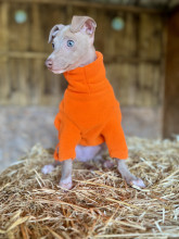 Pull Pour Chien, Orange Vif