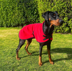 Manteau Pour Chien, Rouge