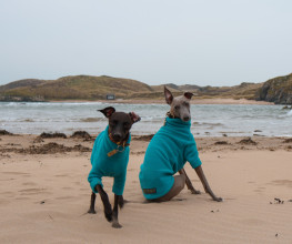 Pull Pour Chien, Sarcelle