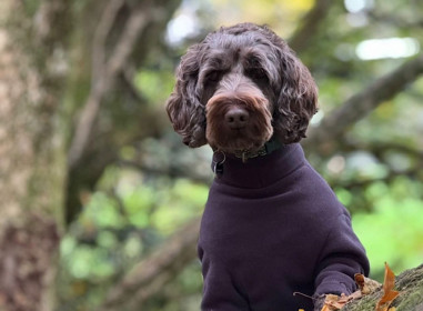 Habit Pour Chien, Espresso