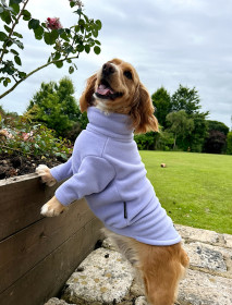Pull Pour Chien, Lavande Pull Pour Chien, Lavande
