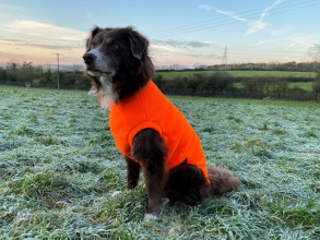 Débardeur Pour Chien, Orange Vif