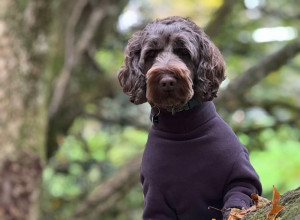 Habit Pour Chien, Espresso