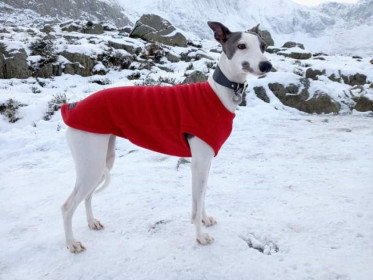 Débardeur Pour Chien, Rouge