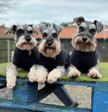Débardeur Pour Chien, Noir