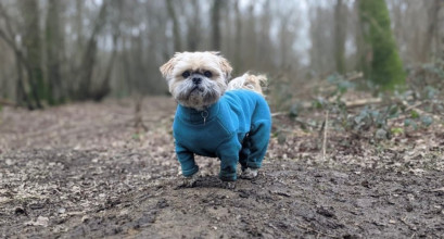 Habit Pour Chien, Sarcelle