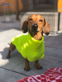 Pull Pour Teckel, Jaune Fluo