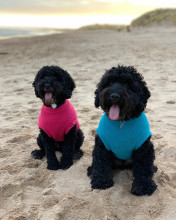 Débardeur Pour Chien, Sarcelle, Rose