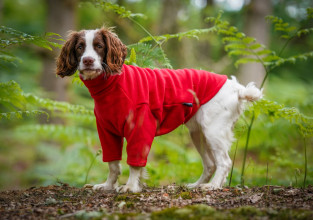 Pull Pour Chien, Rouge
