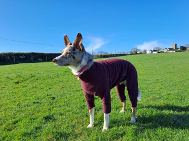 Habit Pour Chien, Prune