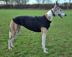 Débardeur Pour Chien, Noir