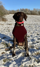 Débardeur Pour Chien, Prune