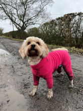 Habit Pour Chien, Rose