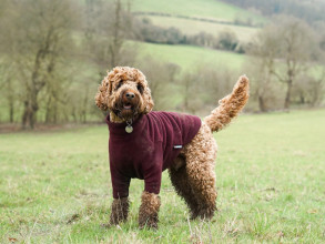 Pull Pour Chien, Prune