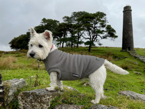 Débardeur Pour Chien, Gris Koala