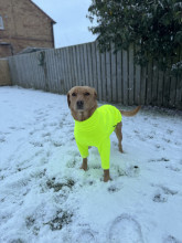 Pull Pour Chien, Jaune Fluo