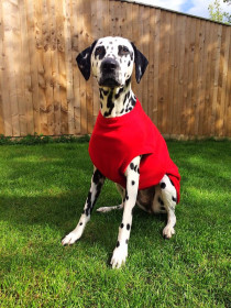 Débardeur Pour Chien, Rouge