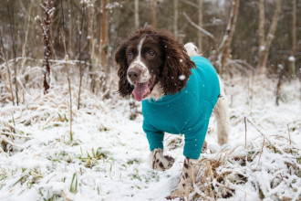 Pull Pour Chien, Sarcelle