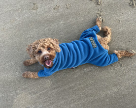 Habit Pour Chien, Sarcelle Foncée