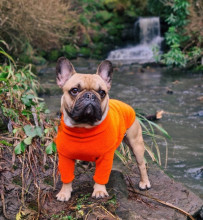 Pull Pour Chien, Orange Vif