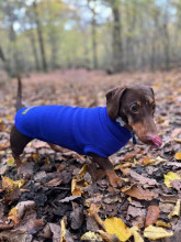 Pull Pour Teckel, Bleu Cobalt