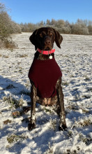 Débardeur Pour Chien, Prune