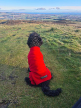 Habit Pour Chien, Rouge