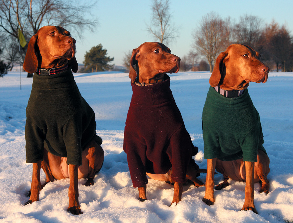 manteau polaire pour chien